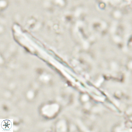 Pseudotriquetrorhabdulus inversus VR 025798