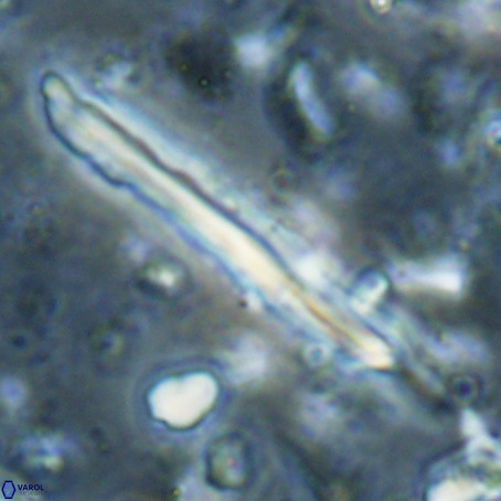 Pseudotriquetrorhabdulus inversus VR 025799