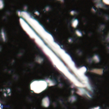 Pseudotriquetrorhabdulus inversus VR 025790