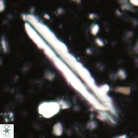 Pseudotriquetrorhabdulus inversus VR 025790