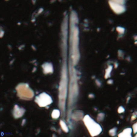 Pseudotriquetrorhabdulus inversus VR 025791