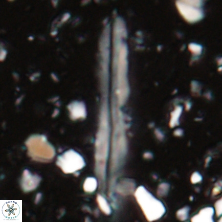Pseudotriquetrorhabdulus inversus VR 025791