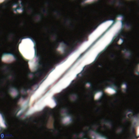 Pseudotriquetrorhabdulus inversus VR 025792