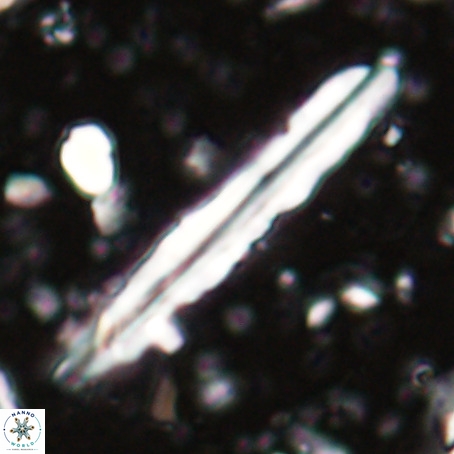 Pseudotriquetrorhabdulus inversus VR 025792