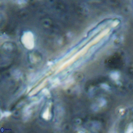 Pseudotriquetrorhabdulus inversus VR 025801