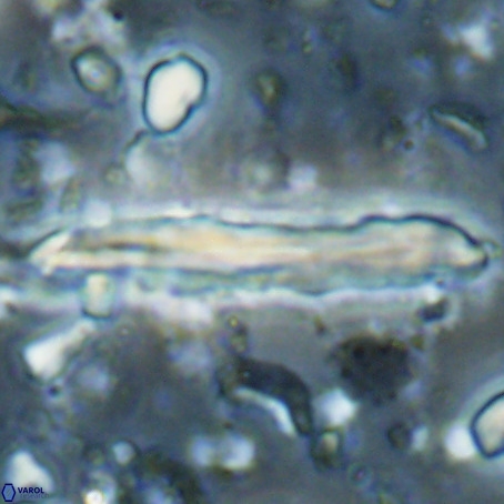 Pseudotriquetrorhabdulus inversus VR 025802