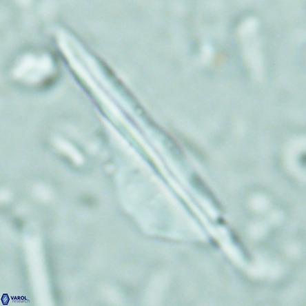 Pseudotriquetrorhabdulus inversus VR 02668