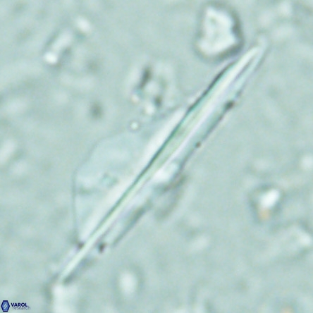 Pseudotriquetrorhabdulus inversus VR 02669