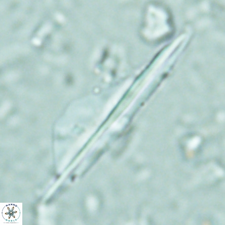 Pseudotriquetrorhabdulus inversus VR 02669