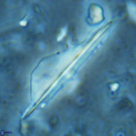 Pseudotriquetrorhabdulus inversus VR 02670