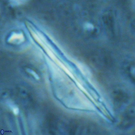 Pseudotriquetrorhabdulus inversus VR 02672