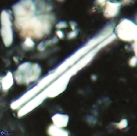 Pseudotriquetrorhabdulus inversus VR 02932