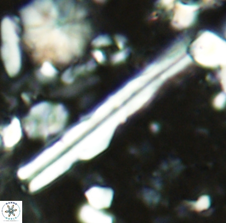Pseudotriquetrorhabdulus inversus VR 02932