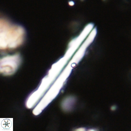 Pseudotriquetrorhabdulus inversus VR 33949