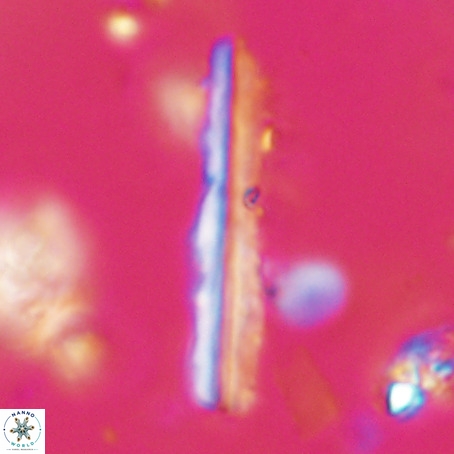 Pseudotriquetrorhabdulus inversus VR 33951
