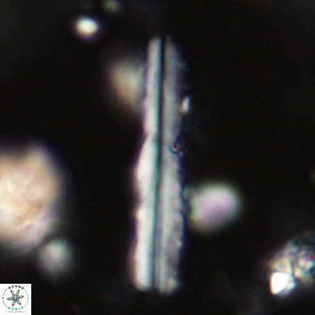 Pseudotriquetrorhabdulus inversus VR 33952