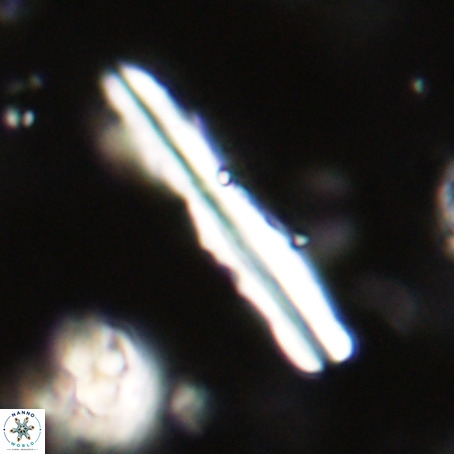 Pseudotriquetrorhabdulus inversus VR 33953