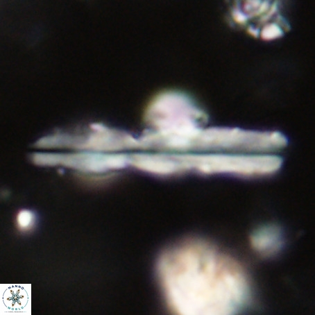 Pseudotriquetrorhabdulus inversus VR 33956