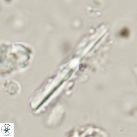 Pseudotriquetrorhabdulus inversus VR 33959