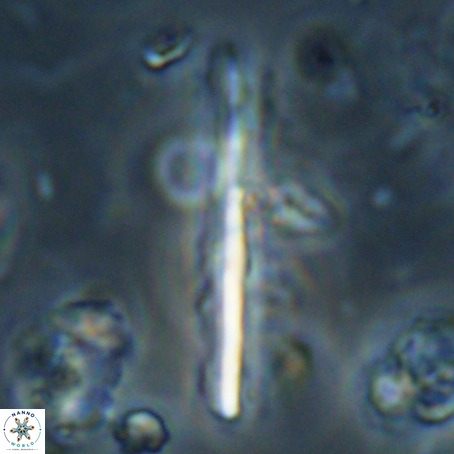 Pseudotriquetrorhabdulus inversus VR 33961