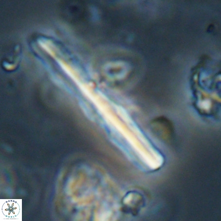 Pseudotriquetrorhabdulus inversus VR 33962