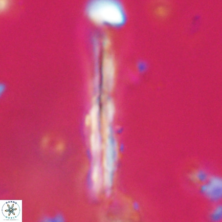 Pseudotriquetrorhabdulus inversus VR 33963