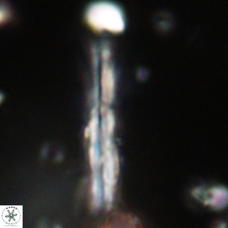 Pseudotriquetrorhabdulus inversus VR 33964