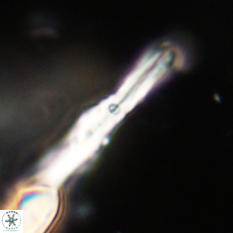 Pseudotriquetrorhabdulus inversus VR 33966