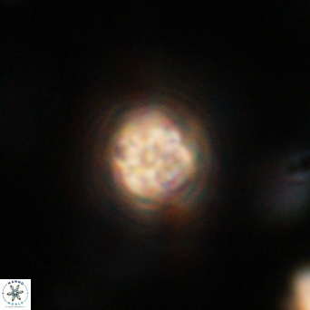 Pseudotriquetrorhabdulus inversus VR 33970