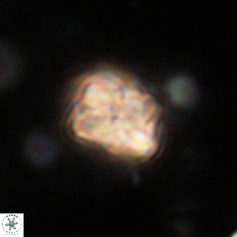 Pseudotriquetrorhabdulus inversus VR 33971