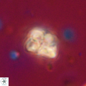 Pseudotriquetrorhabdulus inversus VR 33972
