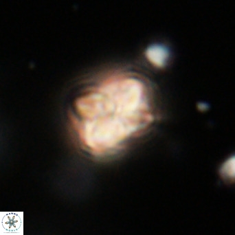 Pseudotriquetrorhabdulus inversus VR 33975