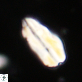 Pseudotriquetrorhabdulus inversus VR 33982