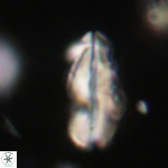 Pseudotriquetrorhabdulus inversus VR 33986