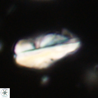 Pseudotriquetrorhabdulus inversus VR 33987