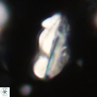 Pseudotriquetrorhabdulus inversus VR 33989