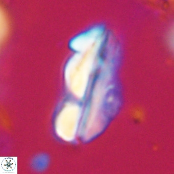 Pseudotriquetrorhabdulus inversus VR 33990