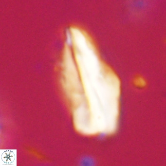 Pseudotriquetrorhabdulus inversus VR 33991