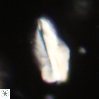 Pseudotriquetrorhabdulus inversus VR 33992