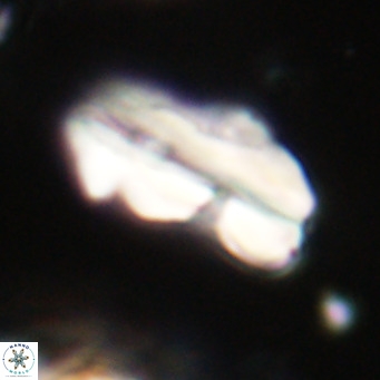 Pseudotriquetrorhabdulus inversus VR 33993