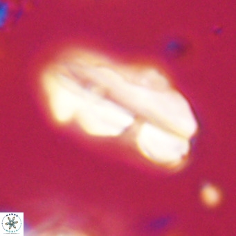 Pseudotriquetrorhabdulus inversus VR 33994