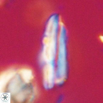 Pseudotriquetrorhabdulus inversus VR 33995