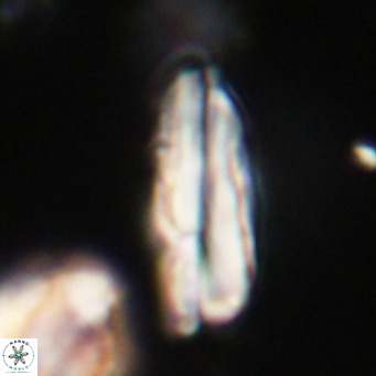 Pseudotriquetrorhabdulus inversus VR 33996
