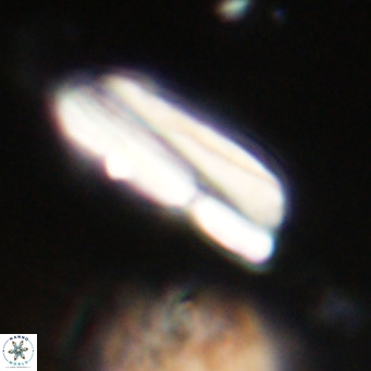 Pseudotriquetrorhabdulus inversus VR 33999