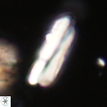 Pseudotriquetrorhabdulus inversus VR 34002