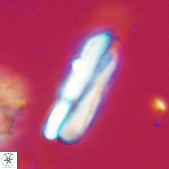 Pseudotriquetrorhabdulus inversus VR 34003