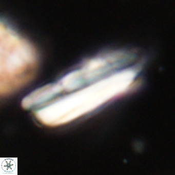 Pseudotriquetrorhabdulus inversus VR 34005