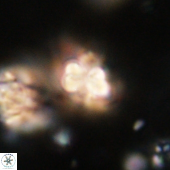 Pseudotriquetrorhabdulus inversus VR 34006
