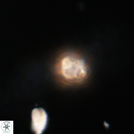 Pseudotriquetrorhabdulus stilus VR 31199