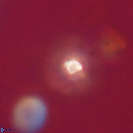Pseudotriquetrorhabdulus stilus VR 31206